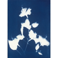 扶桑花 Cyanotype-Chinese hibiscus（NO.2022-3-3-003）