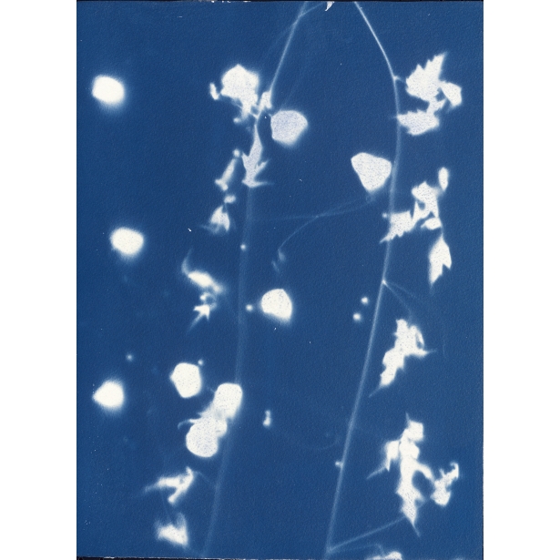 倒地鈴 Cyanotype-Balloon Vine（NO.2022-3-3-004）