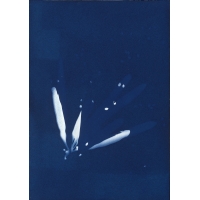 銀合歡種子 Cyanotype-White Popinac（NO.2022-3-3-005）