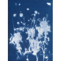 風茹草 Cyanotype-Glossogyne tenuifolia（NO.2022-3-3-006）